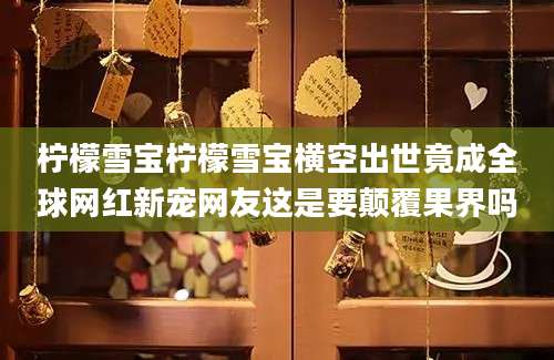 柠檬雪宝柠檬雪宝横空出世竟成全球网红新宠网友这是要颠覆果界吗