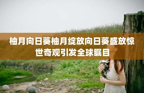 柚月向日葵柚月绽放向日葵盛放惊世奇观引发全球瞩目