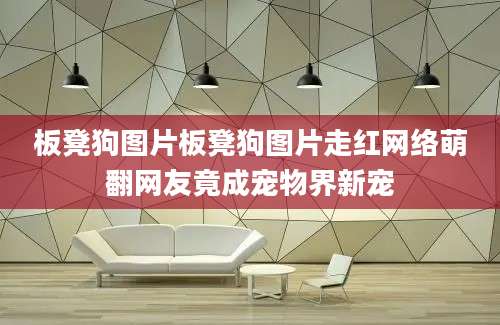 板凳狗图片板凳狗图片走红网络萌翻网友竟成宠物界新宠