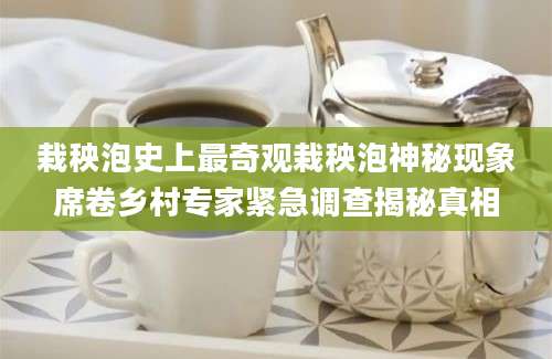 栽秧泡史上最奇观栽秧泡神秘现象席卷乡村专家紧急调查揭秘真相