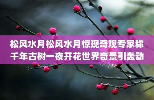 松风水月松风水月惊现奇观专家称千年古树一夜开花世界奇景引轰动